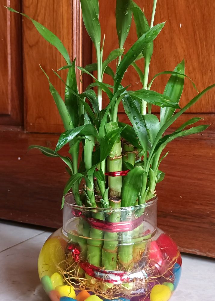 Bamboo Plant