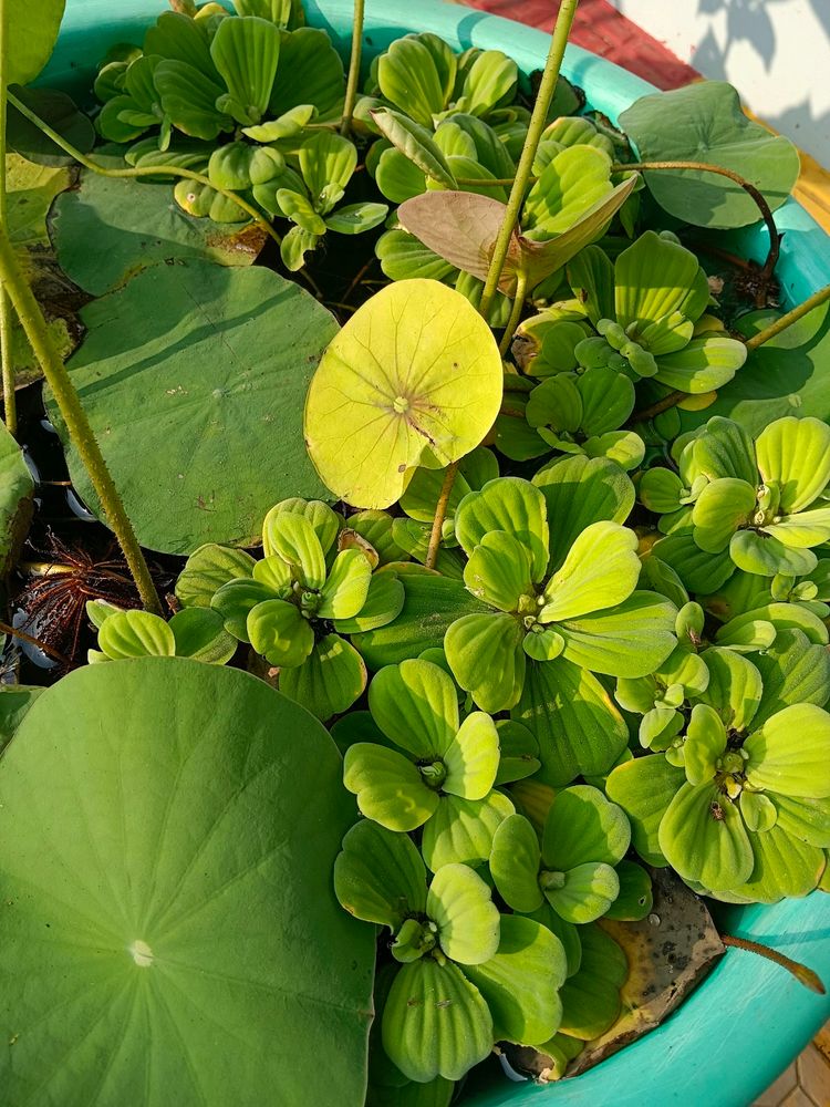 Water Lettuce/Cabbage, Aquatic Plant