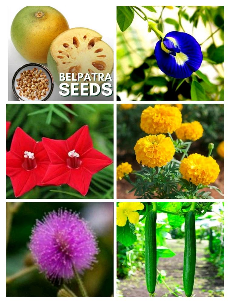 Flower Combo Seeds (Pack Of 6)