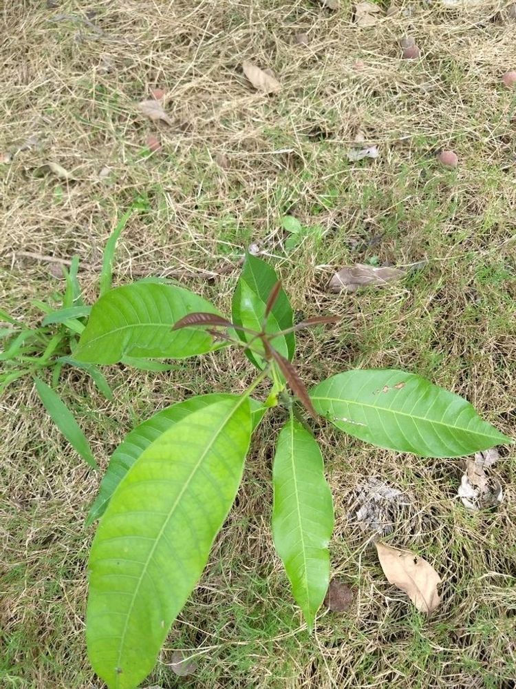 2 Mango Plant With Neem Plan