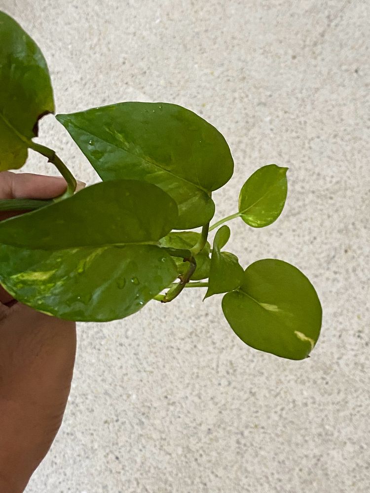 Golden Pothos - Live Plant Cutting