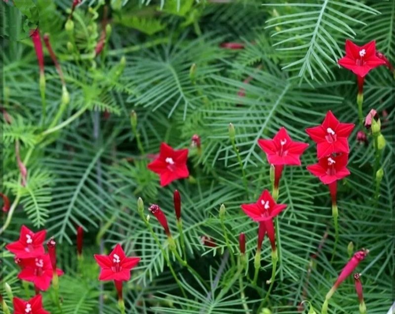 Red Cypress Vine Seeds