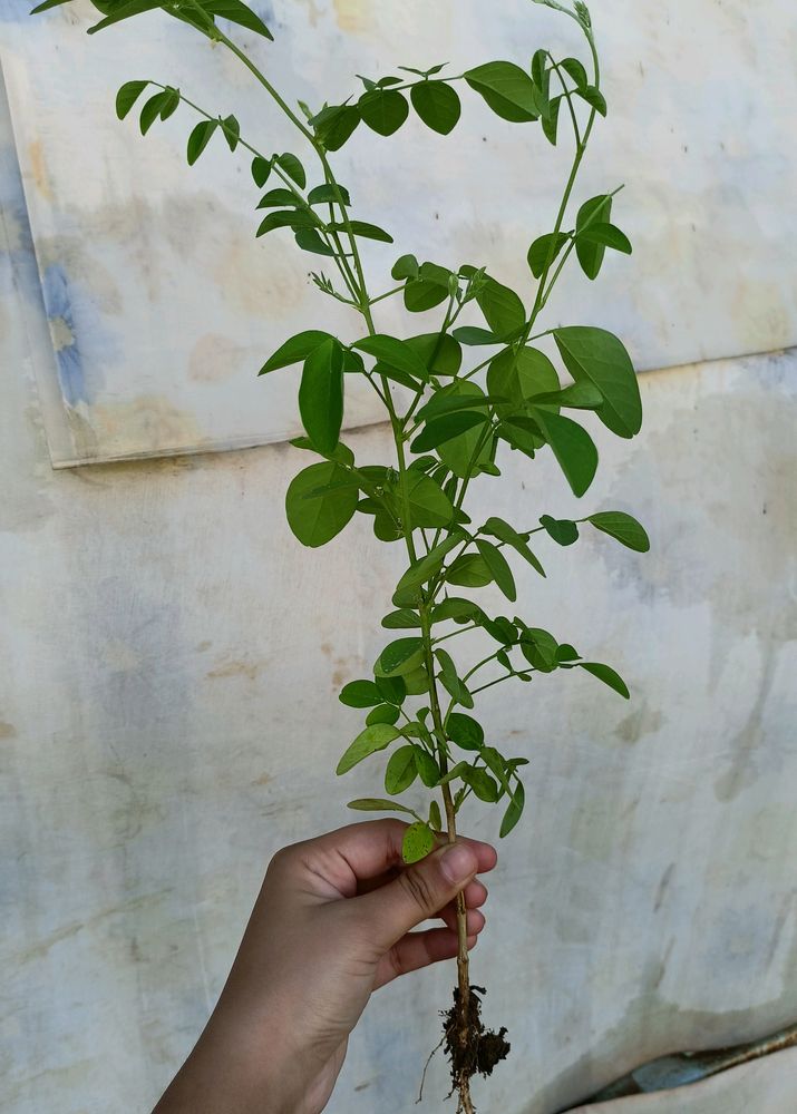 Aparajita Flowers Plant 2 Colours