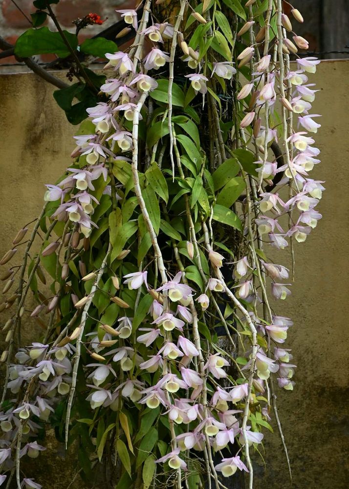 Orchid Dendrobium Apphylum