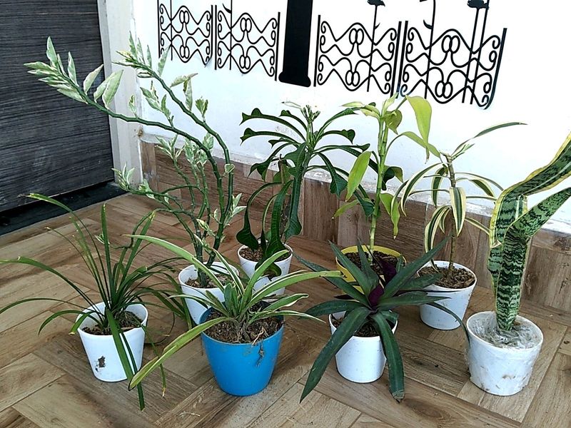 Live Plant In Sale Price With Pot