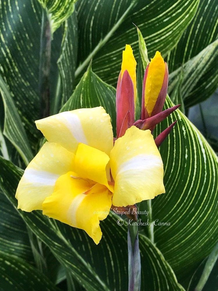 Variegated Canna Id-striped Beauty