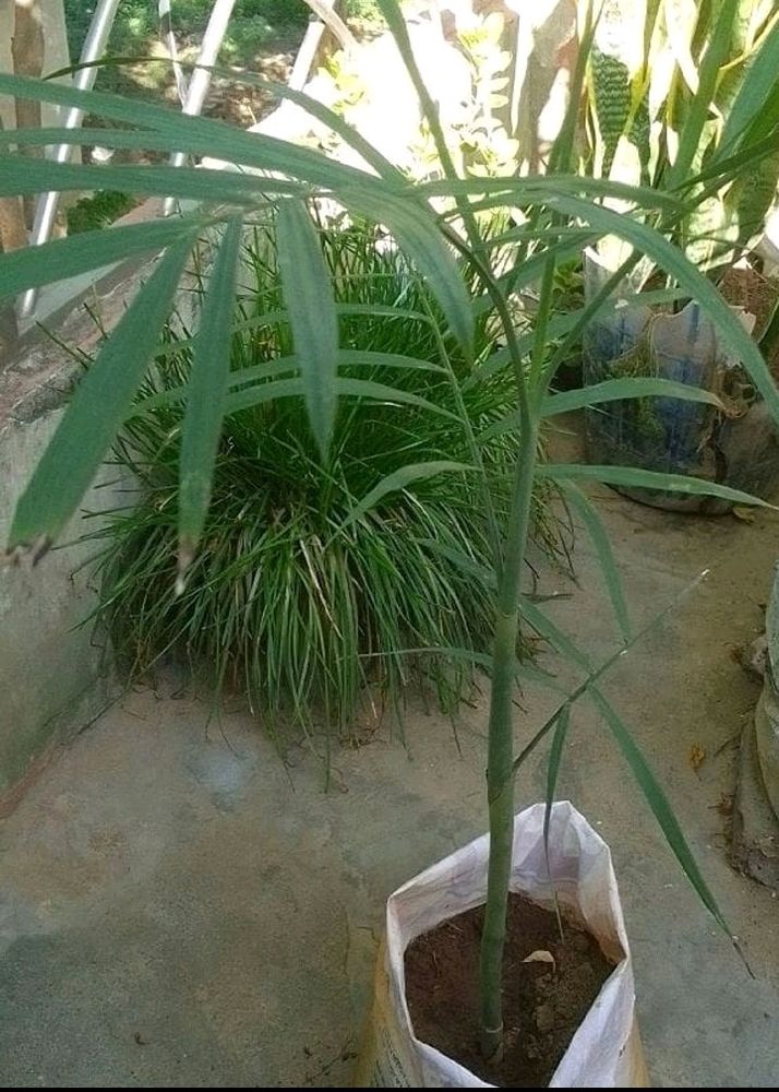 Healthy Bamboo Palm Plant (CHAMAEDOREA SRIFRIZII)