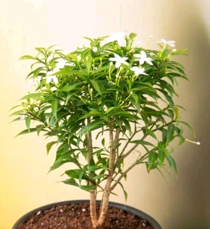 Jasmin Plant