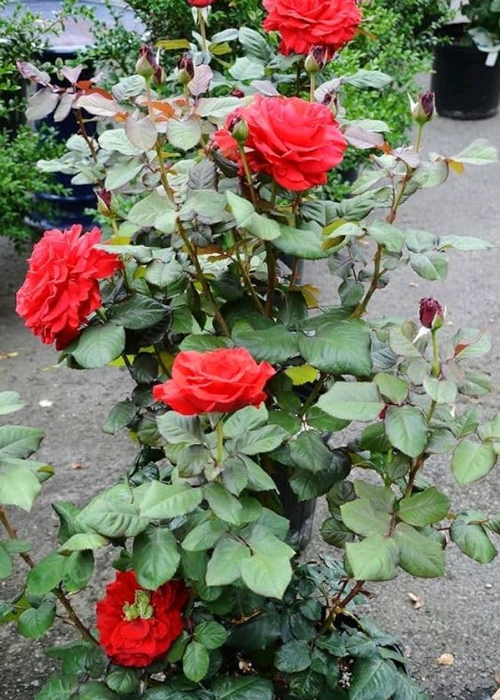 Red Rose Plant Pack Of 3