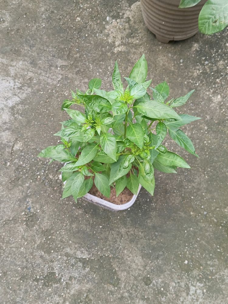 Green And Red Chilli 🌱Plant