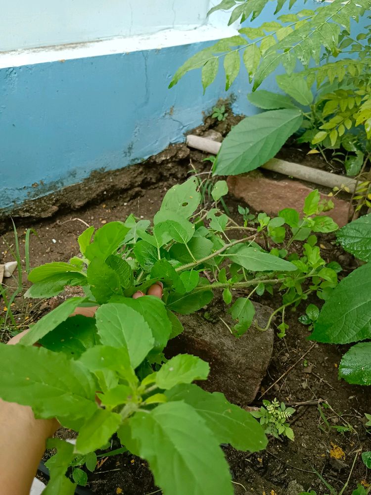 1 Feet Tulsi Plant