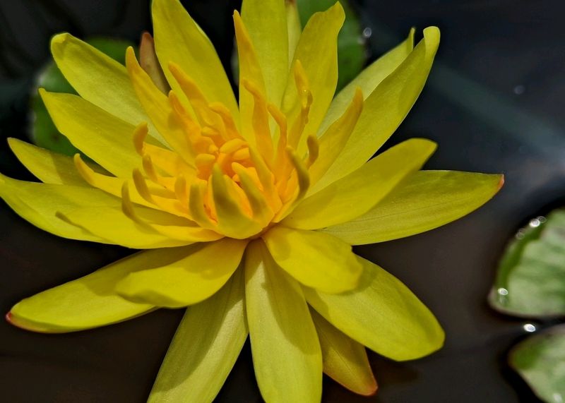 Maxicana Waterlily Plant