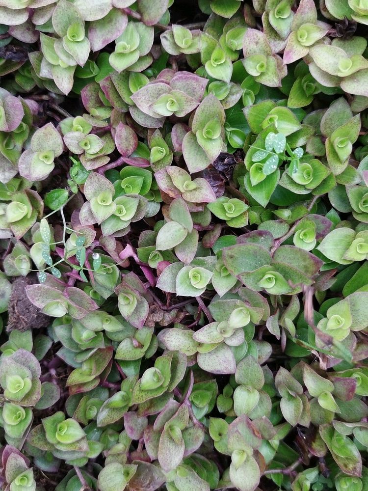 callisia repens hanging plants