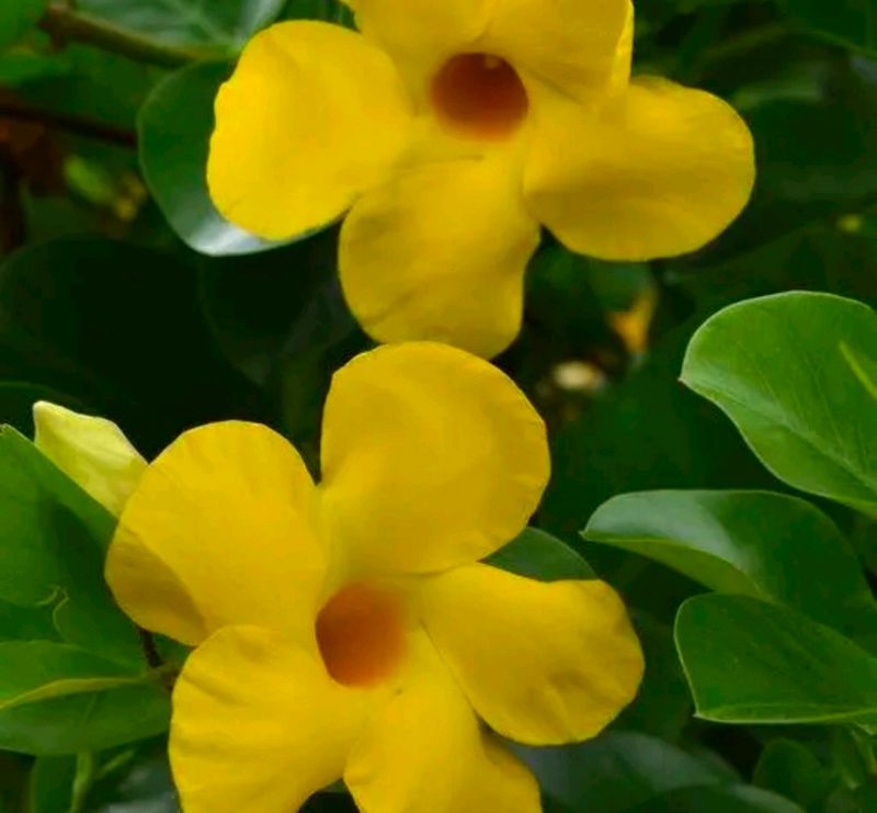 Yellow Mandevilla Flowering Plant,tree For Shurb