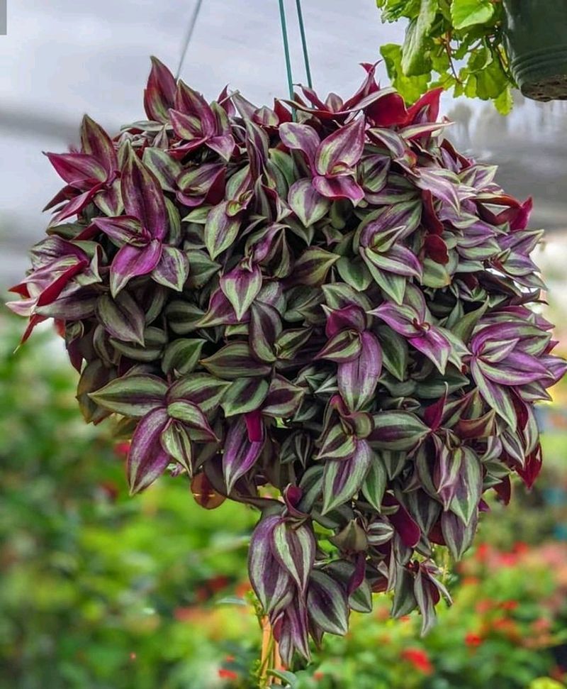 Wandering Jew Cuttings