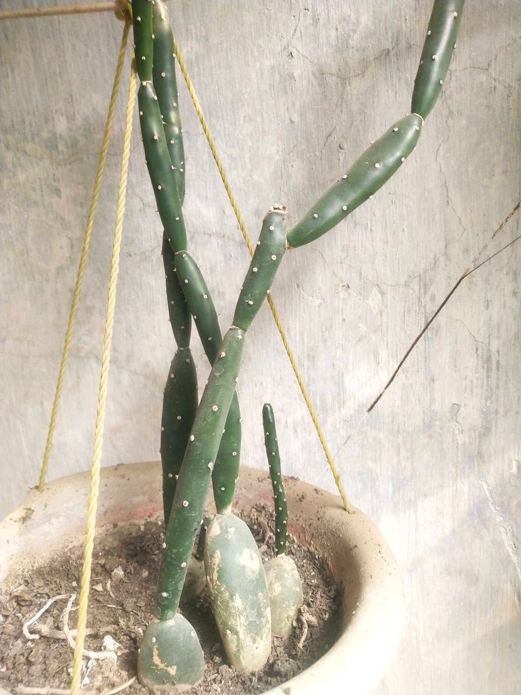 Cactus Only Single Shoot With Root,