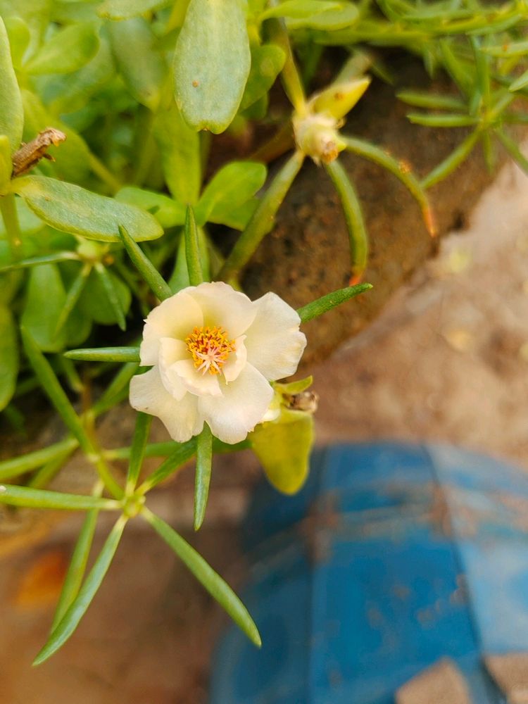 White Combo Table Rose And Portulaca 3 Plant