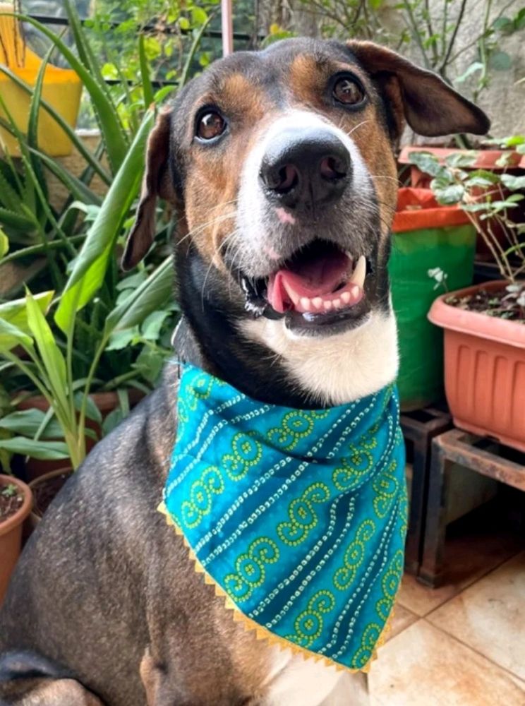 Festive Pet Bandhani Bandana