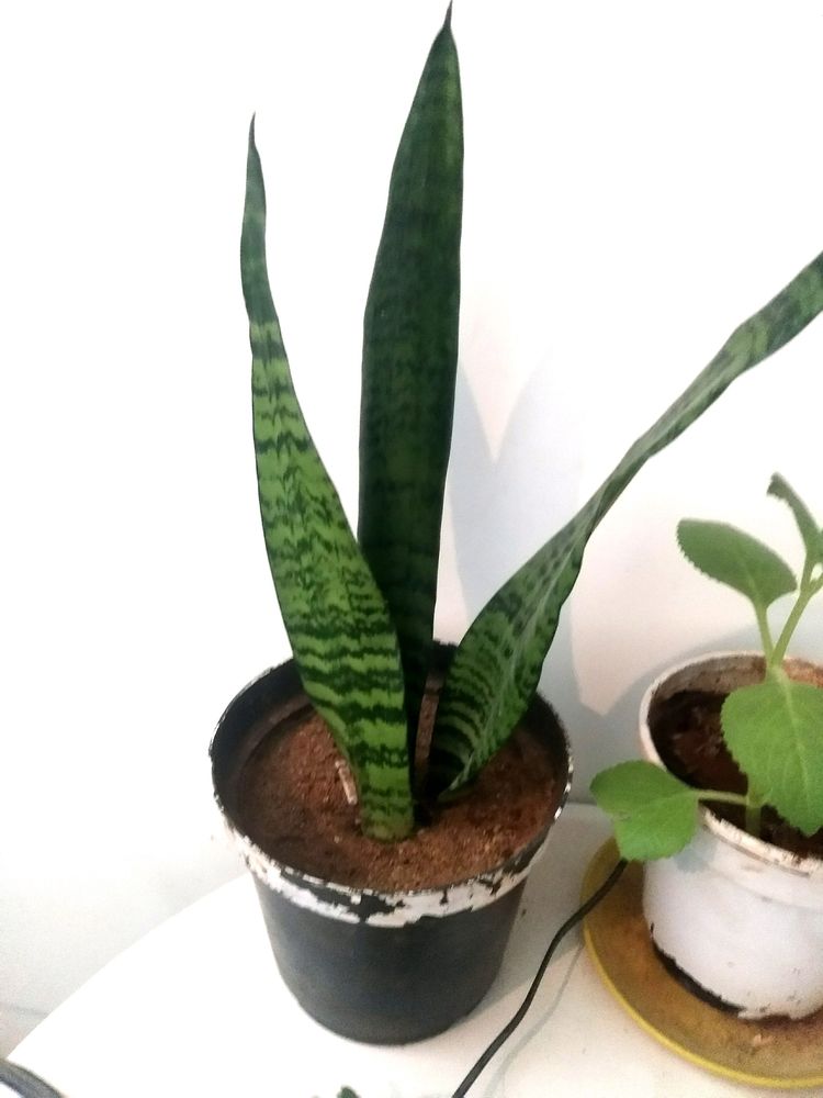 Snake Plant Available In Plastic Container