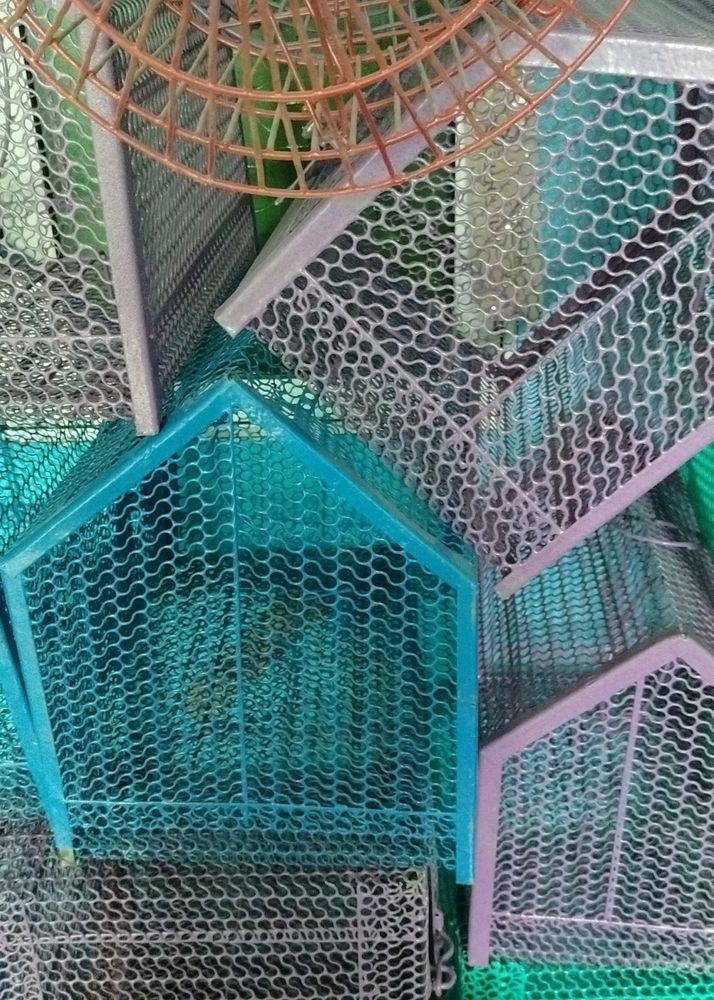 Parrot  Birds Rabbit Cat Etc Cage Pijara Cag