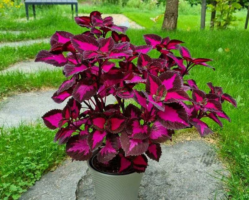 Coleus Plant With Pot