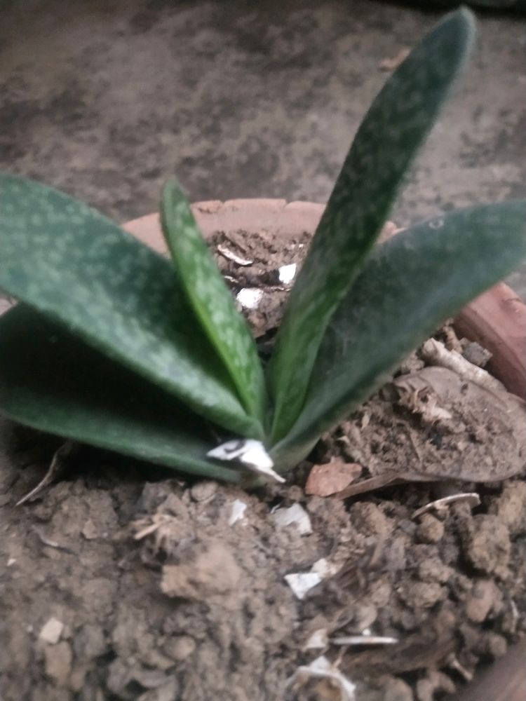 Combo Its Sucuulent Gasteria Plant +ball Cactus