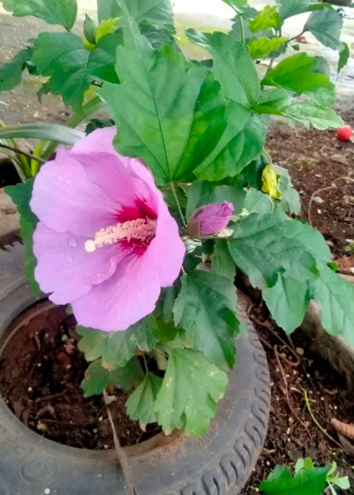 Hibiscus Rosa-sinensis Chinese Hibciscus