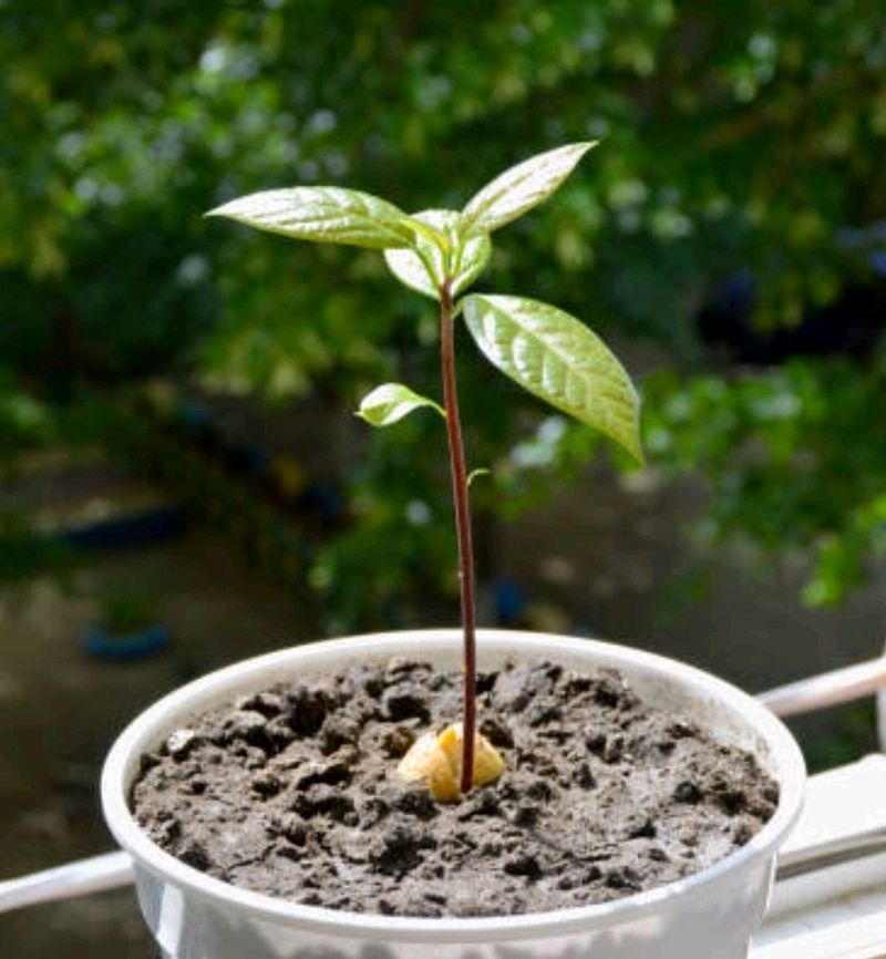 Avocado Plant 🥑