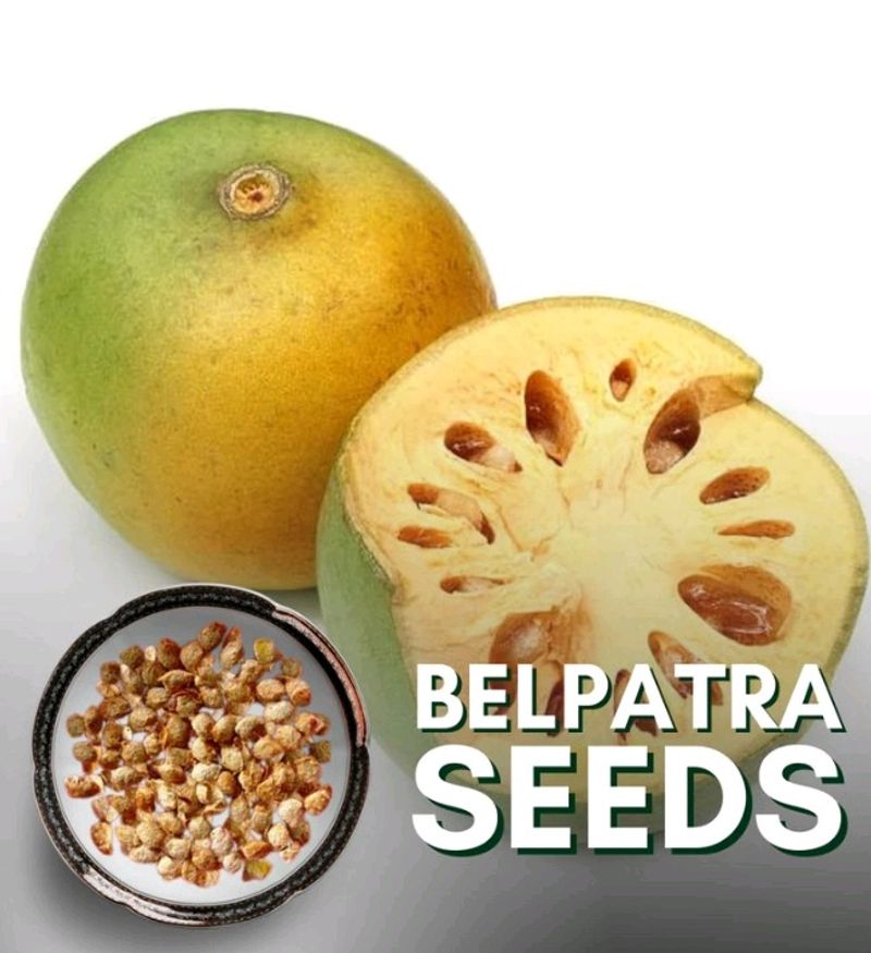 Belpatra Plant Seeds