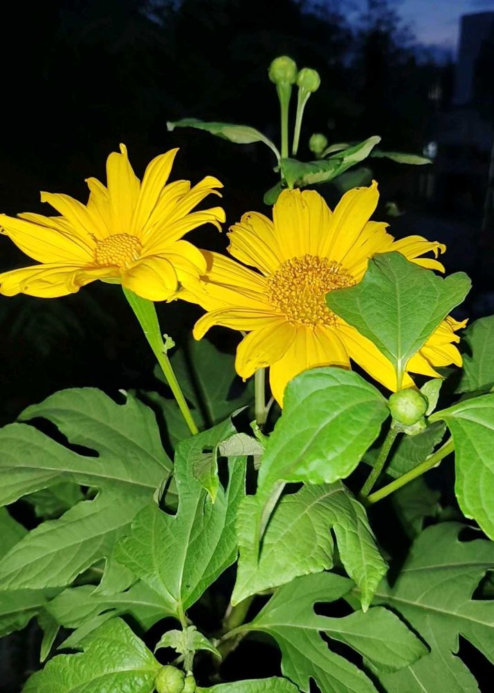 Mexican Sunflower Plant Cutting