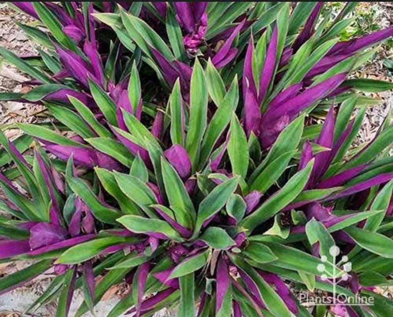 Moses In The Cradle Plant