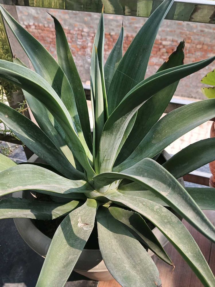 Small Agave Attenuata Plant