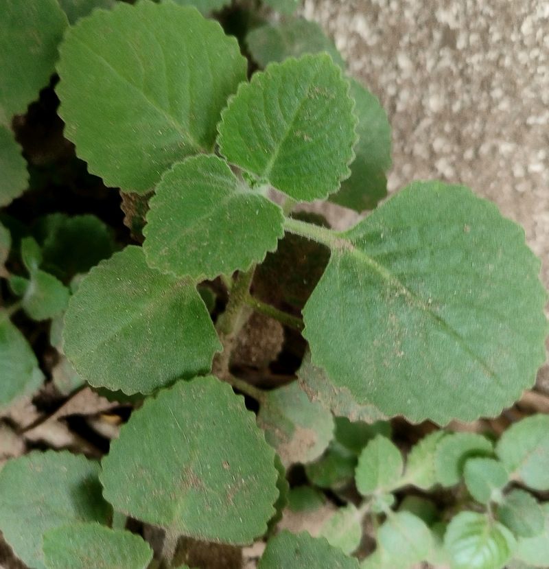 HEALTHY AJWAIN LEAF PLANT