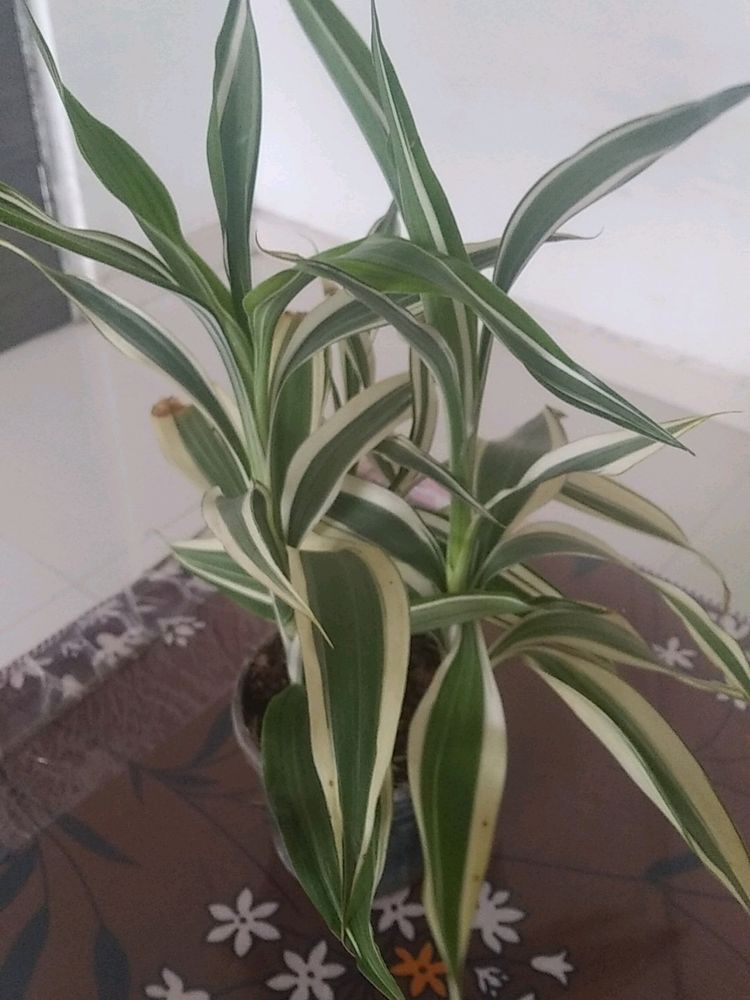 Variegated Bamboo Live Plant