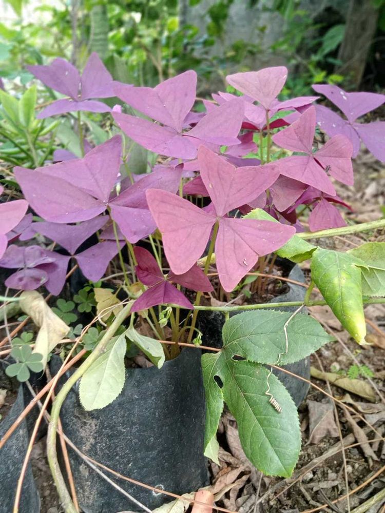 Butterflyplant And Black Tuemeruc