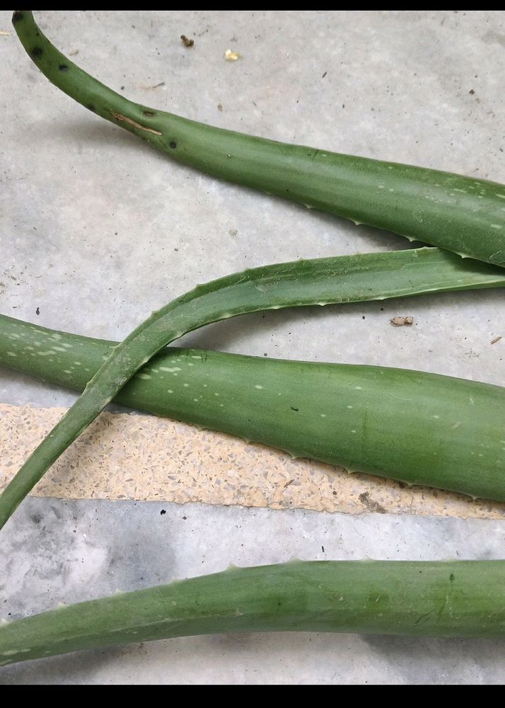 Aloe Vera Leaves