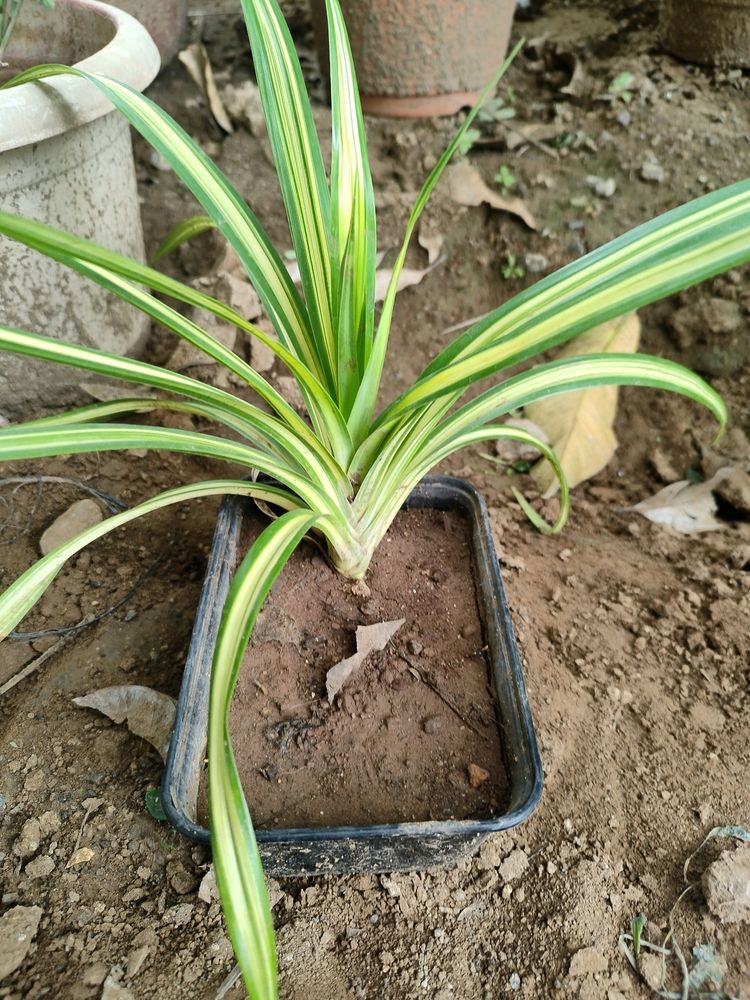 HEALTHY SPIDER PLANT