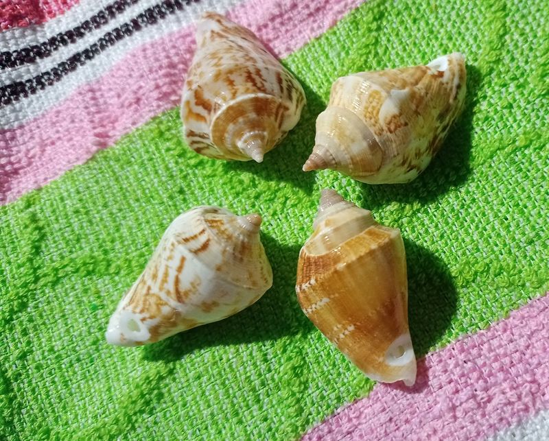 Small Sea Shell (Four)