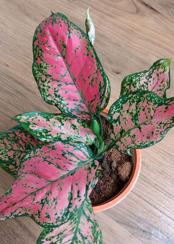 Aglaonema Plant