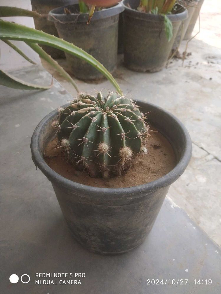 Cactus Plant