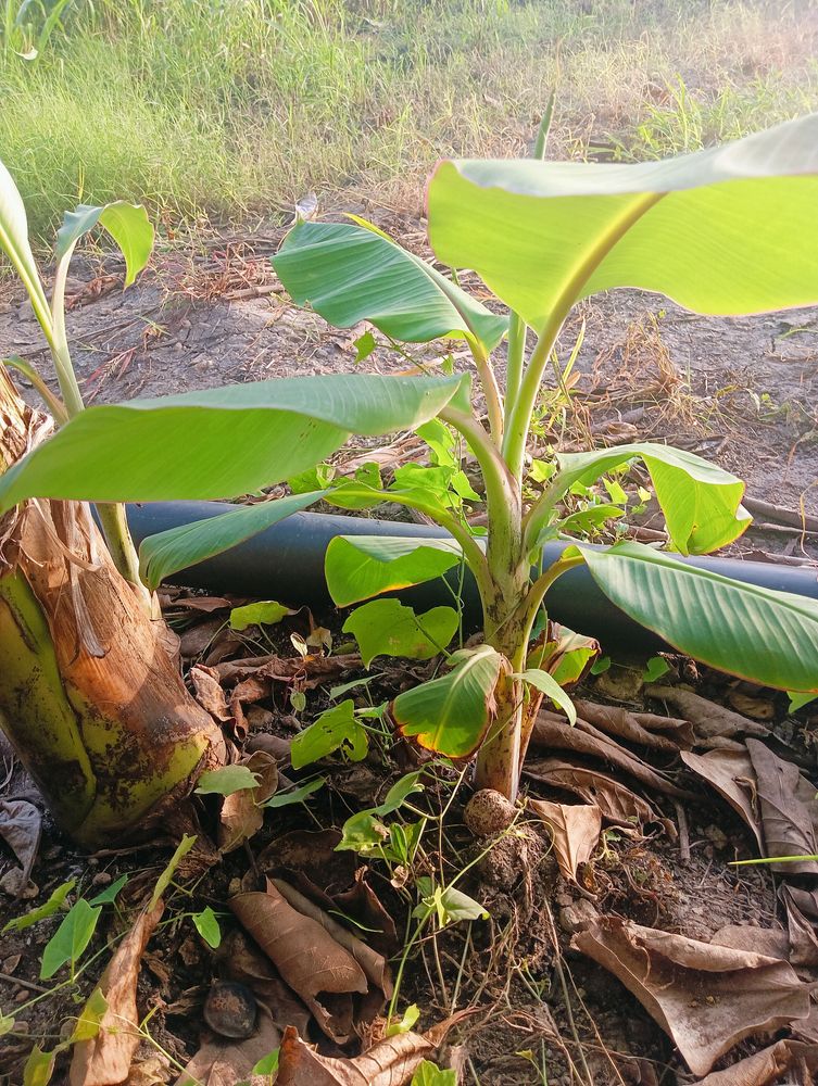 Banana Plant