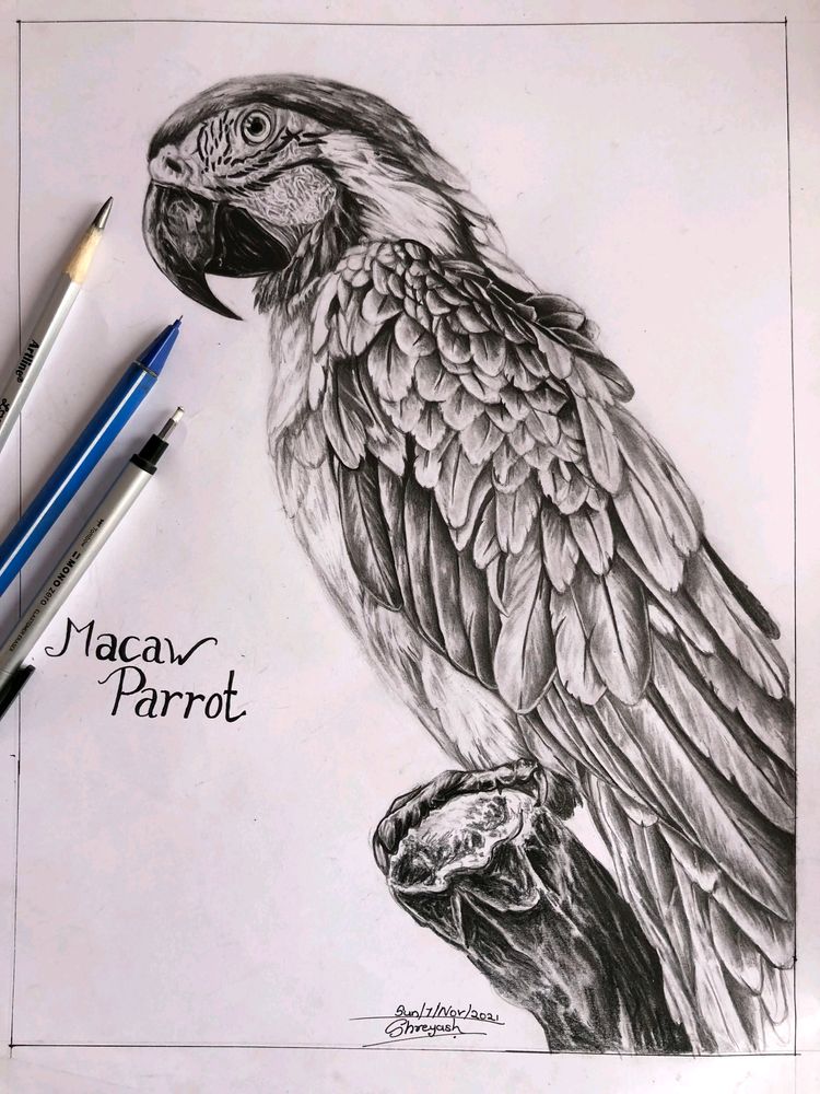 Macaw Parrot Sketch