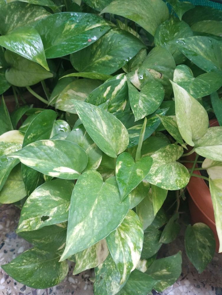 Green Money Plant