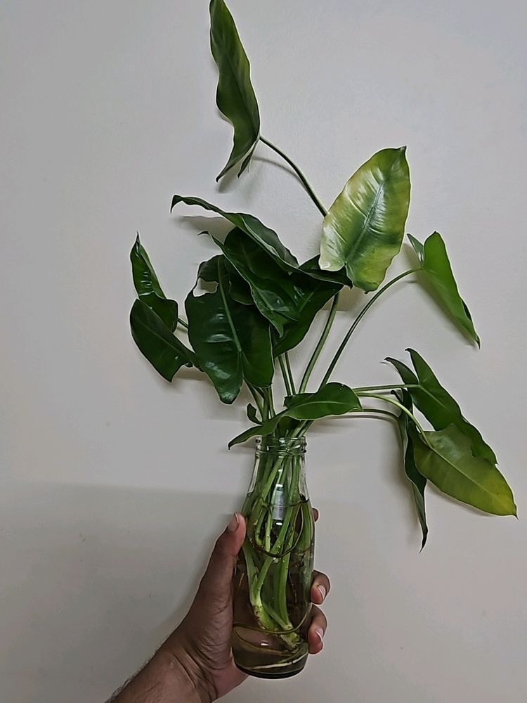 Philodendron Burl Maxx 3 Plants