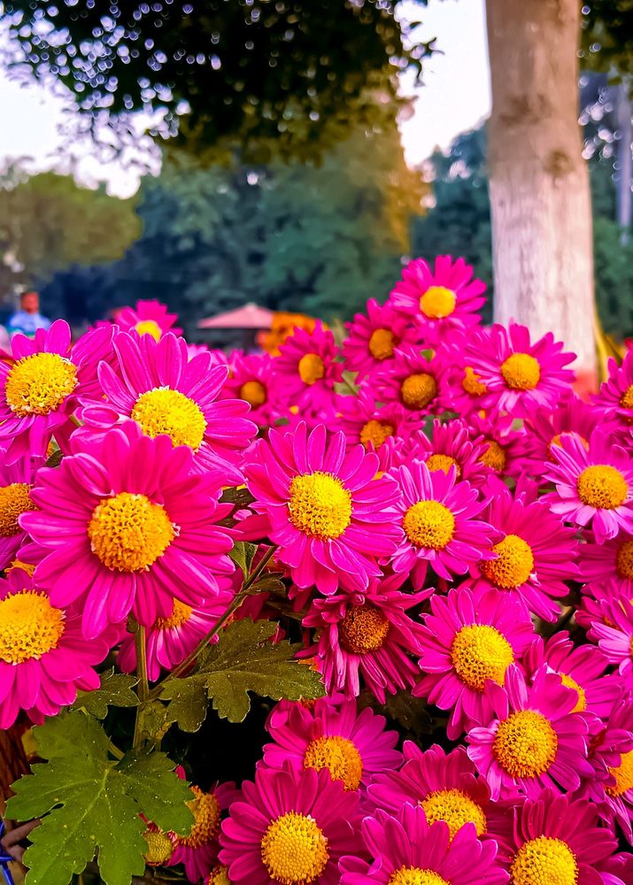 Pink Chrysanthemum Cuttings 2