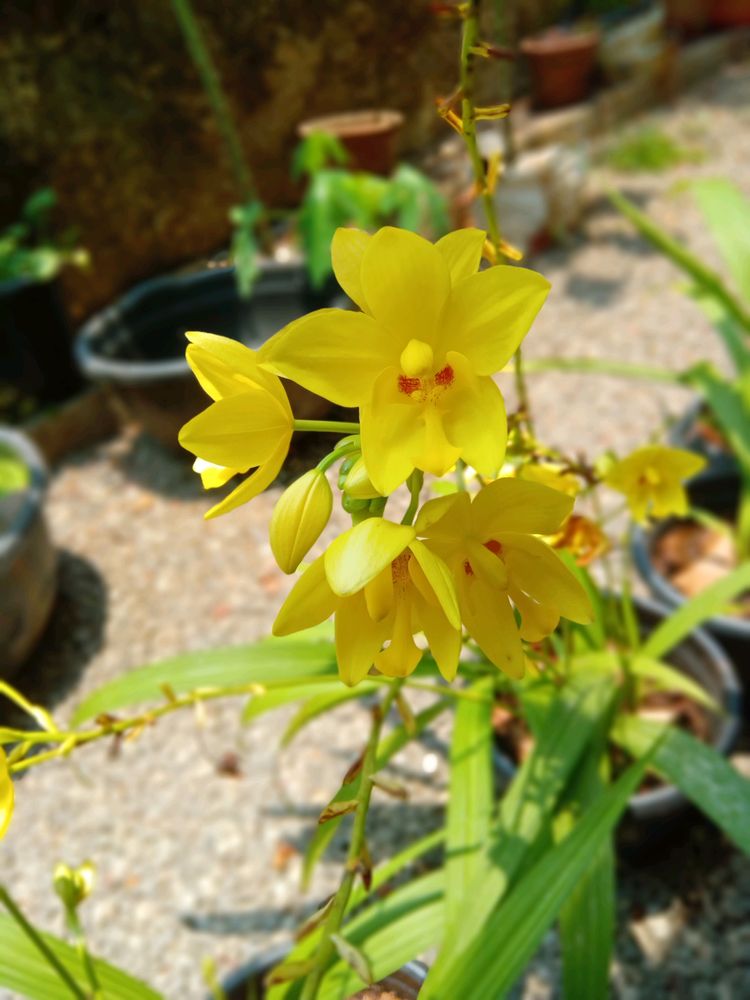 *O*  Yellow Ground Orchid🌿🌿