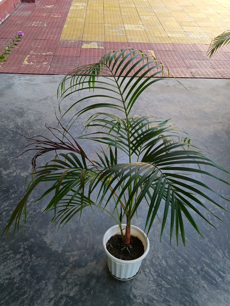 Areca Palm 3ft with Two Shoots