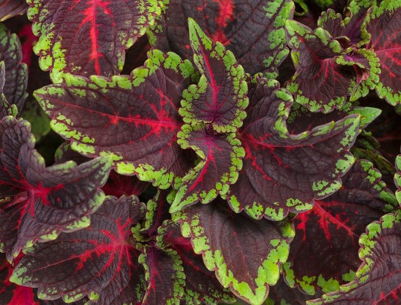 Coleus Plant