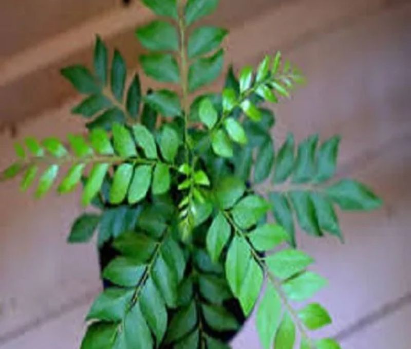 Sweet neem or curry leaves