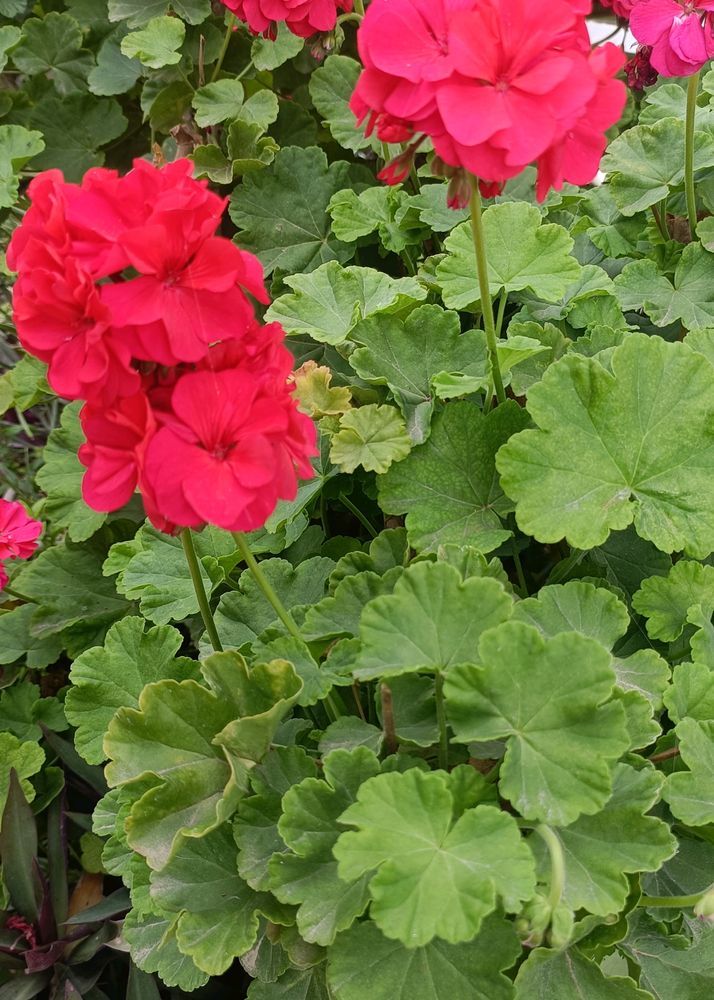 3-Flowering Live Plant Saplings